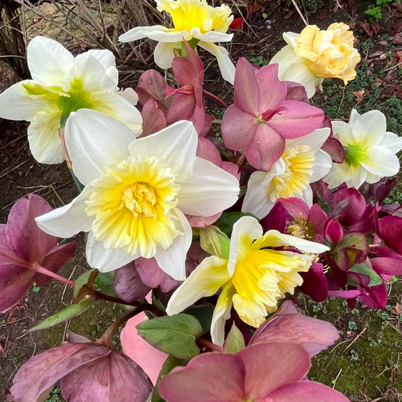Nesting Ground Flowers